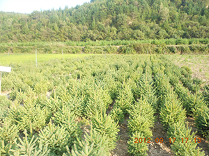 2025澳门原料网1688