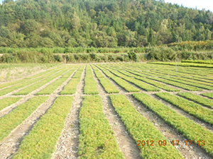 2025澳门原料网1688